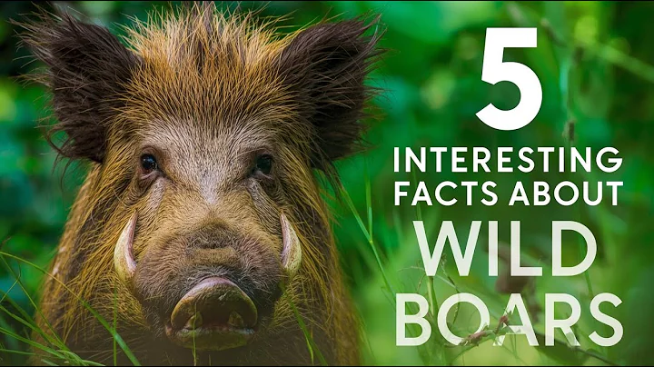 5 interesting facts about Pig(wild boar)
