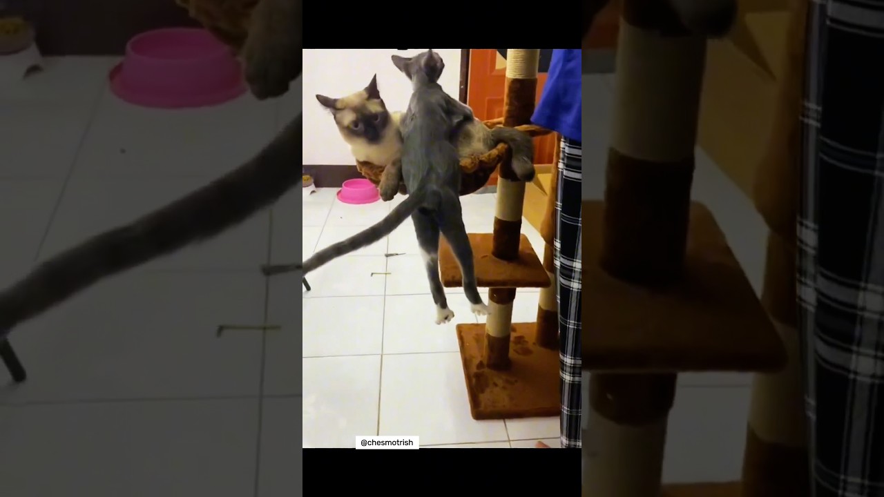 Cats compilation 😻 