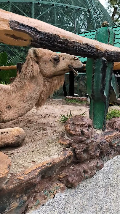 Camel Attack -🐫 #camel #attack #animals #malaysia