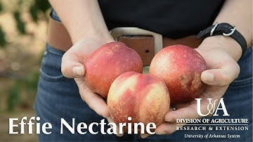 Effie Nectarine