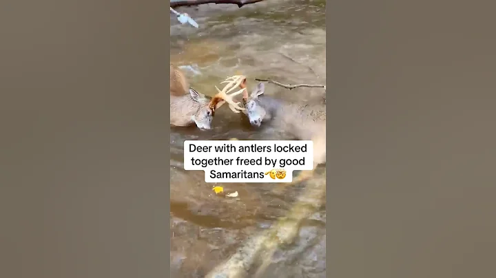 Good samaritans save deer!