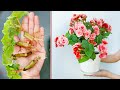 The easiest way to propagate beautiful long lasting flowers