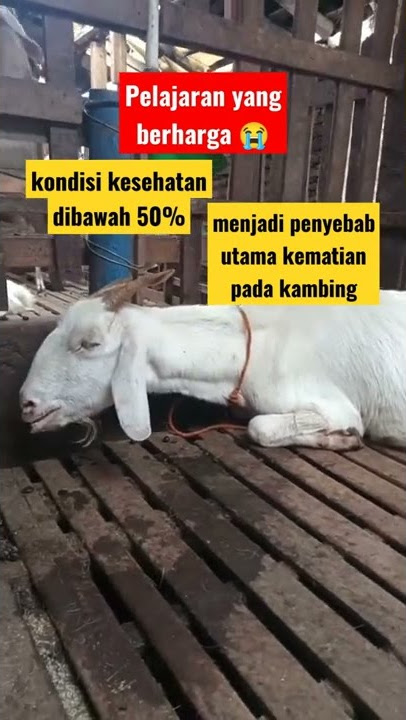 Detik detik sakaratul maut seekor kambing #shorts #hewan #youtubeshorts #ternak