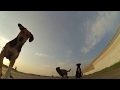 Догонялки с собаками на гоночном квадрокоптере