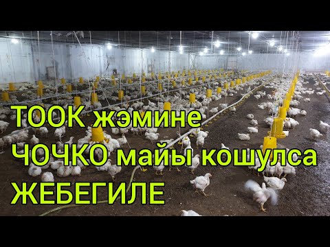 Video: Чочко багуу бизнеси