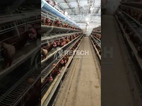 20000 birds layer