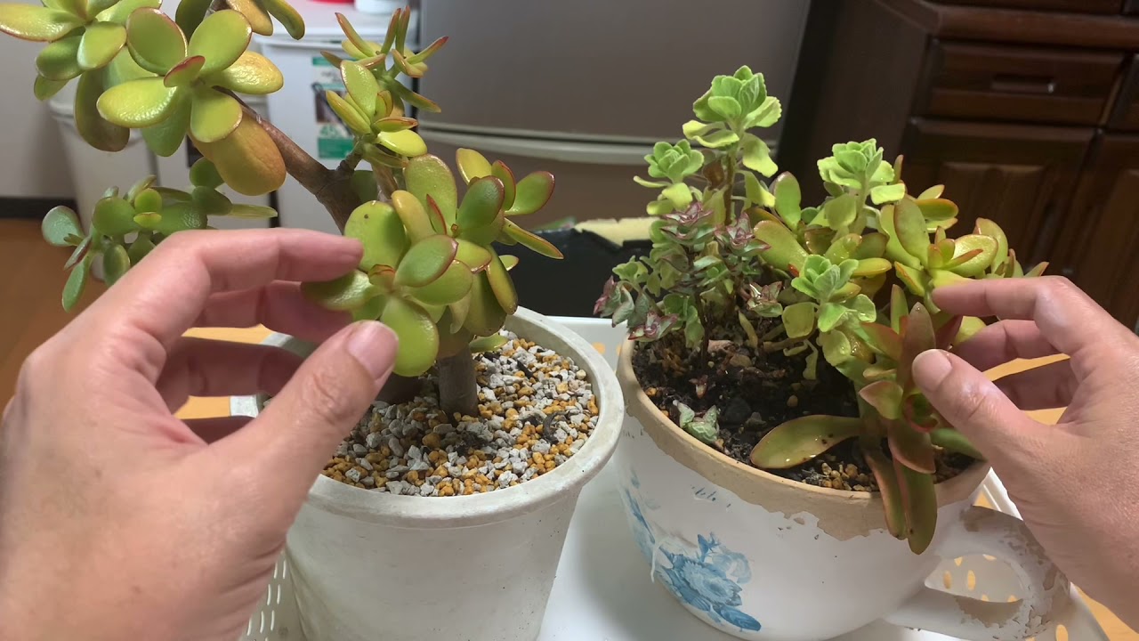 Don't let your money tree wither! How to grow a money tree