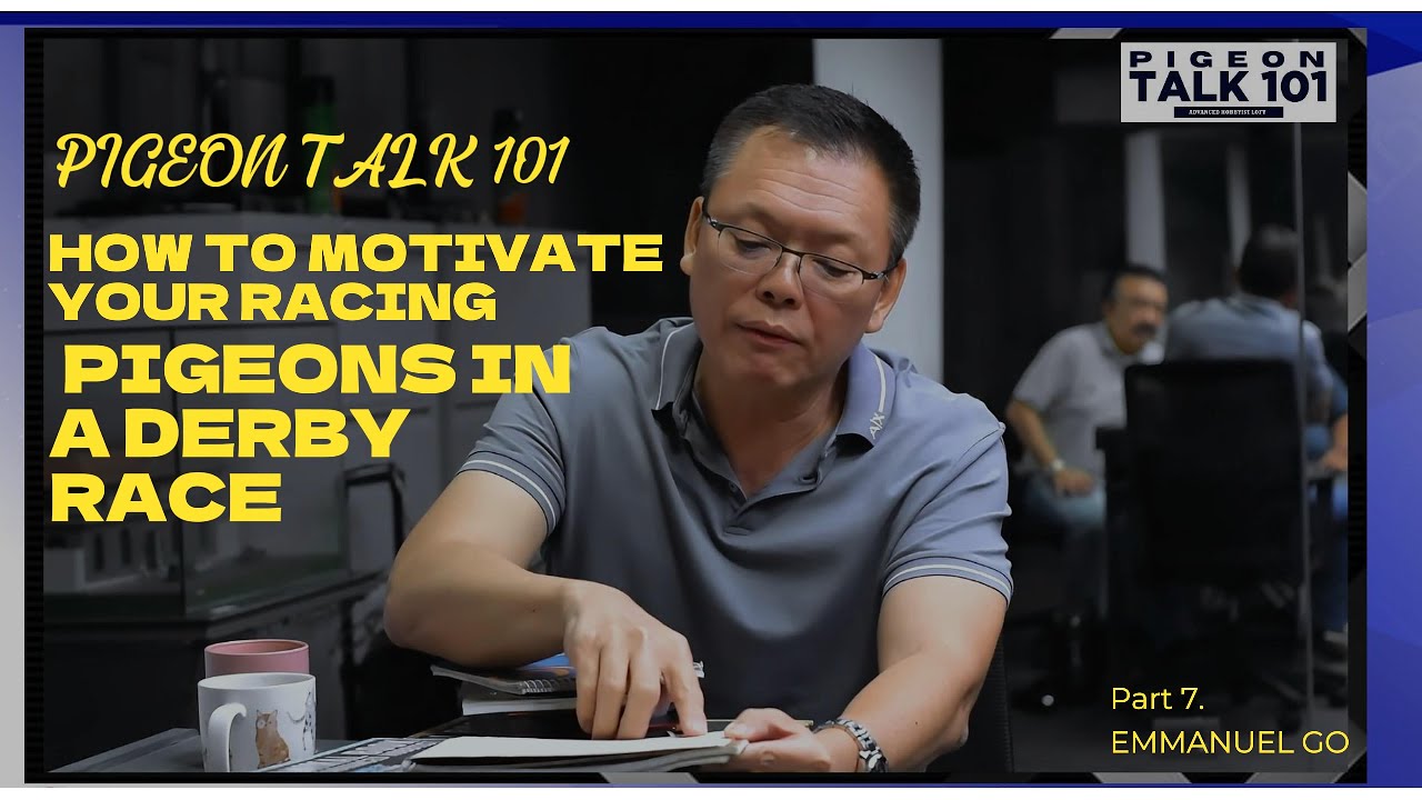 Part 7: Manny Go | How to Motivate Your Racing Pigeons in a Derby Race