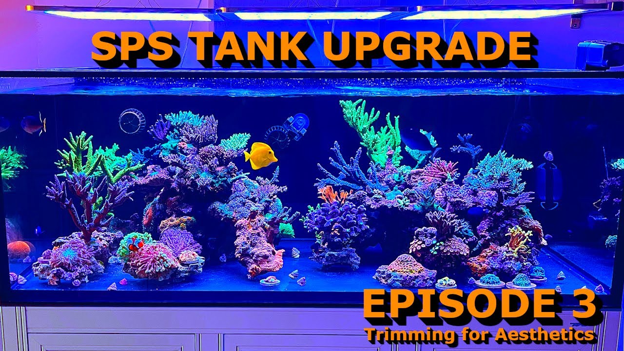 SPS Tank Upgrade, Ep. 3: Trimming for Aesthetics