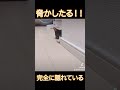 【保護猫】隠れ方チョッパーよりヘタ。脅かしてくる?ハチワレ猫がこちらです。#保護猫 #猫のいる暮らし #ハチワレ #ねこ