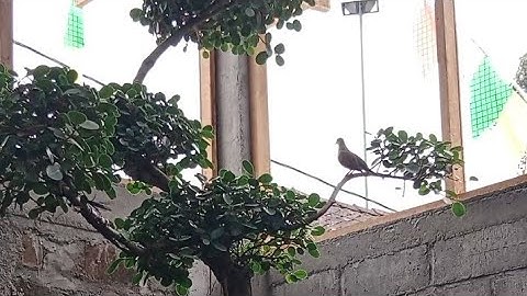 Aviary koloni Perkutut lokal ( Perkutut Family )