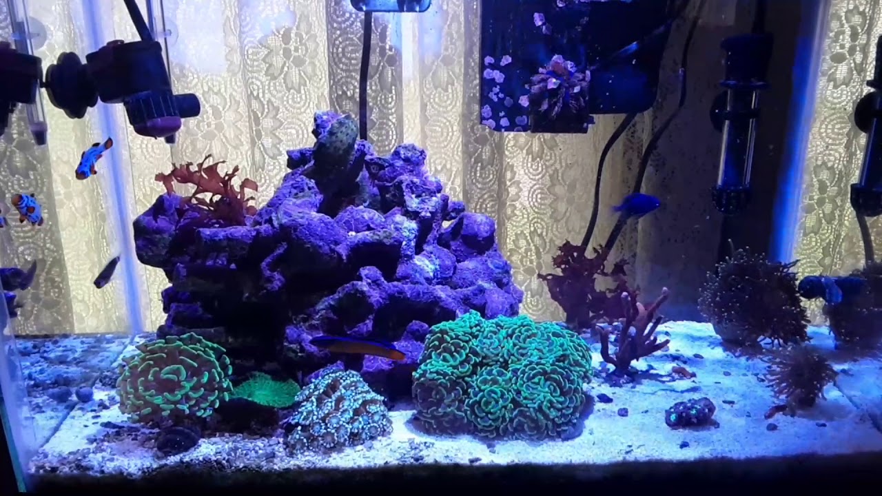 Introducing new clown fish to reef tank - YouTube