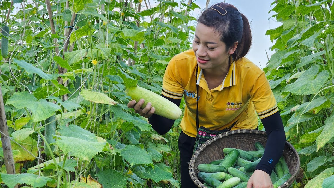 Harvest the cucumber garden and bring it to the market to sell and take ...