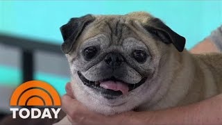 Noodle The Pug Makes It A 'Bones Day' With New Children's Book