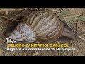 ¡Peligro Sanitario! Caracol Gigante Africano Invade 38 Municipios - TvAgro por Juan Gonzalo Angel