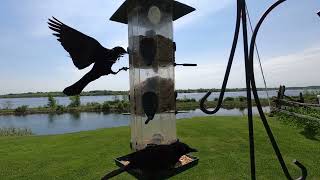 Videos for Pets - 10 Hours of Birds by the River - June 23, 2022