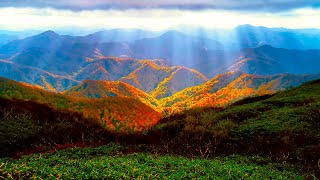 Carpathian Mountains 4k Spring Ambience. Early Spring Carpathian Forest with Birds Singing Sounds