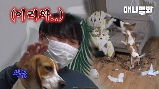 외출만 하고오면 다른 집으로 바뀌는 기적.. 네 맞아요 비글 두 마리 키웁니다ㅣWhat you should expect when you have a beagle at home