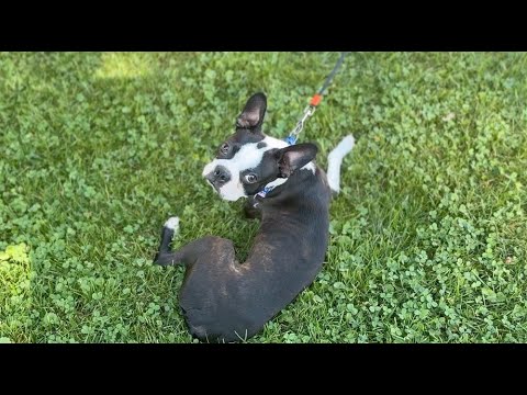 Related Embedded Video Item Thumbnail