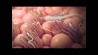 Zi̇gotun Oluşma Evreleri̇