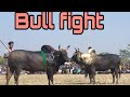 জয়বাংলা vs আমছইল | joy bangla vs Amsoil | bull fight | sharer lorai |  বিছাল মাইর |2021 |Cow fight