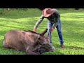 Submissão de mula burro muar. Amansando a mula azeitona