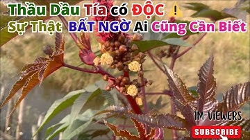 Thầu dầu tía có độc không? Khám phá công dụng ít biết và cách dùng an toàn mà ai cũng nên biết!#NTH
