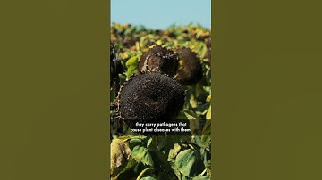 Does Climate Change play a part in the spread of pests and plant diseases? Here’s the answer…