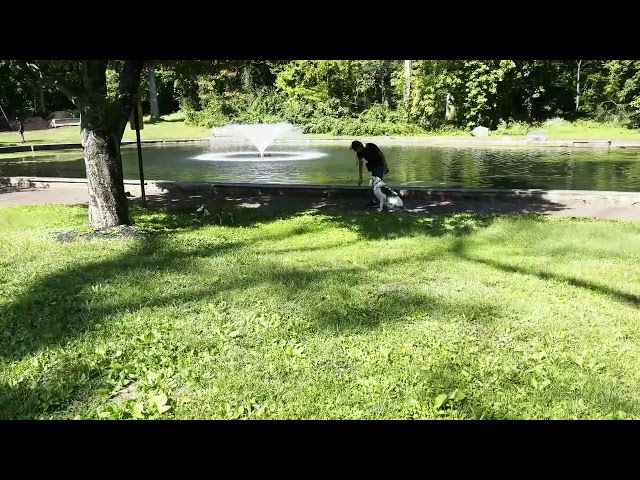 Cheltenham PA Dog Training with Suburban K9!