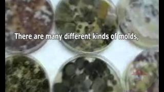 Mold Removal Daly City