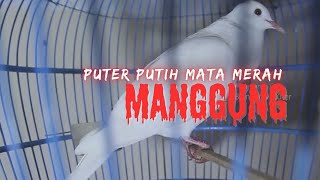 Download Lagu puter putih mata merah gacor MP3