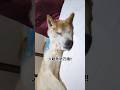 入眠態勢万端のお爺ワン #shiba #柴犬