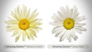 Amazing Daisies® Banana Cream II Shasta Daisy