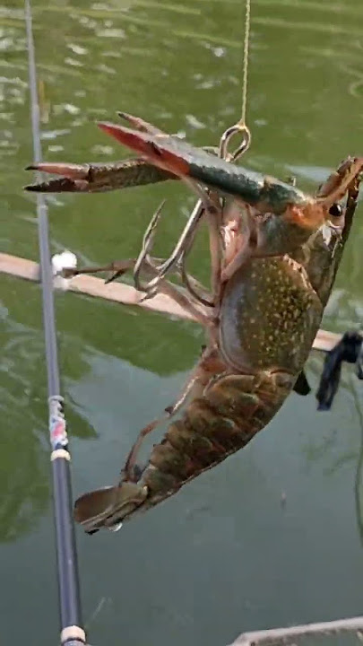 strike lobster air tawar