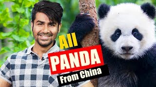 All Giant Pandas Are Chinese - Interesting Facts