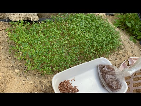 فيديو: هل يمكنني زراعة بذور الكتان: تعرف على كيفية زراعة نباتات بذور الكتان في المنزل
