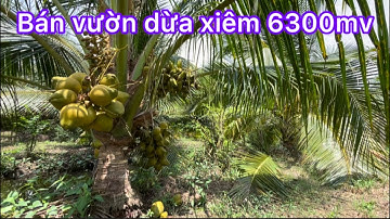 Ms 636: Bể nợ bán gấp mãnh vườn dừa xiêm. 6300mv trái xum xuê, dừa tơ 3 năm.