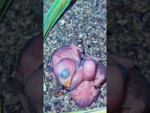 Parite Parite Birds Birdsvideo Animals