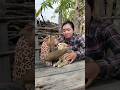 Super SokYaa OG ToTo Animals Are So Awesome Shorts 