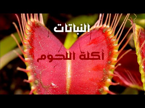 النباتات آكلة اللحوم