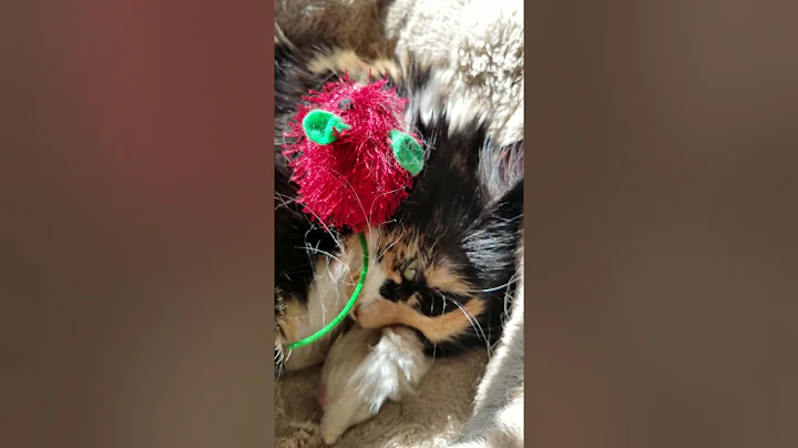 SASHA, our Kumquat kitty, has a very important que...
