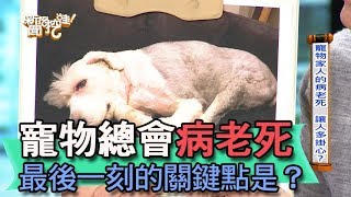 【精華版】寵物總會病老死 最後一刻的關鍵點是什麼？