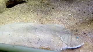 Dover Sole (Solea solea)