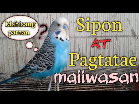 Video: Paano Mag-ingat sa isang Cockatiel (may Mga Larawan)