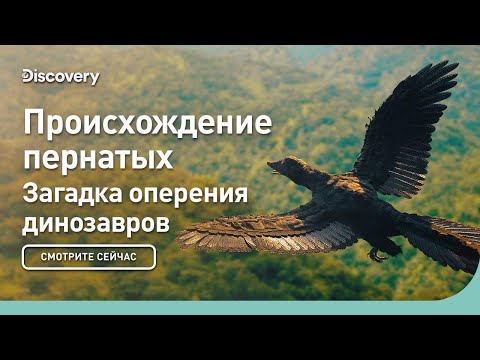 Происхождение пернатых | Загадка оперения динозавров | Discovery