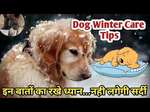 कुत्ते/पिल्ला सर्दियों की देखभाल(सर्विस सुरक्षा)टिप्स हिंदी में #Dogwintercare#Winter