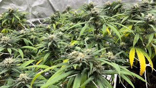 Blue Dream - Flower Day 40