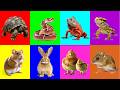 Hunting Animals: Chick, Iguana, Hamster, Snake, Turtle, Bearded Dragon, Rabbit, Mouse, Lizard