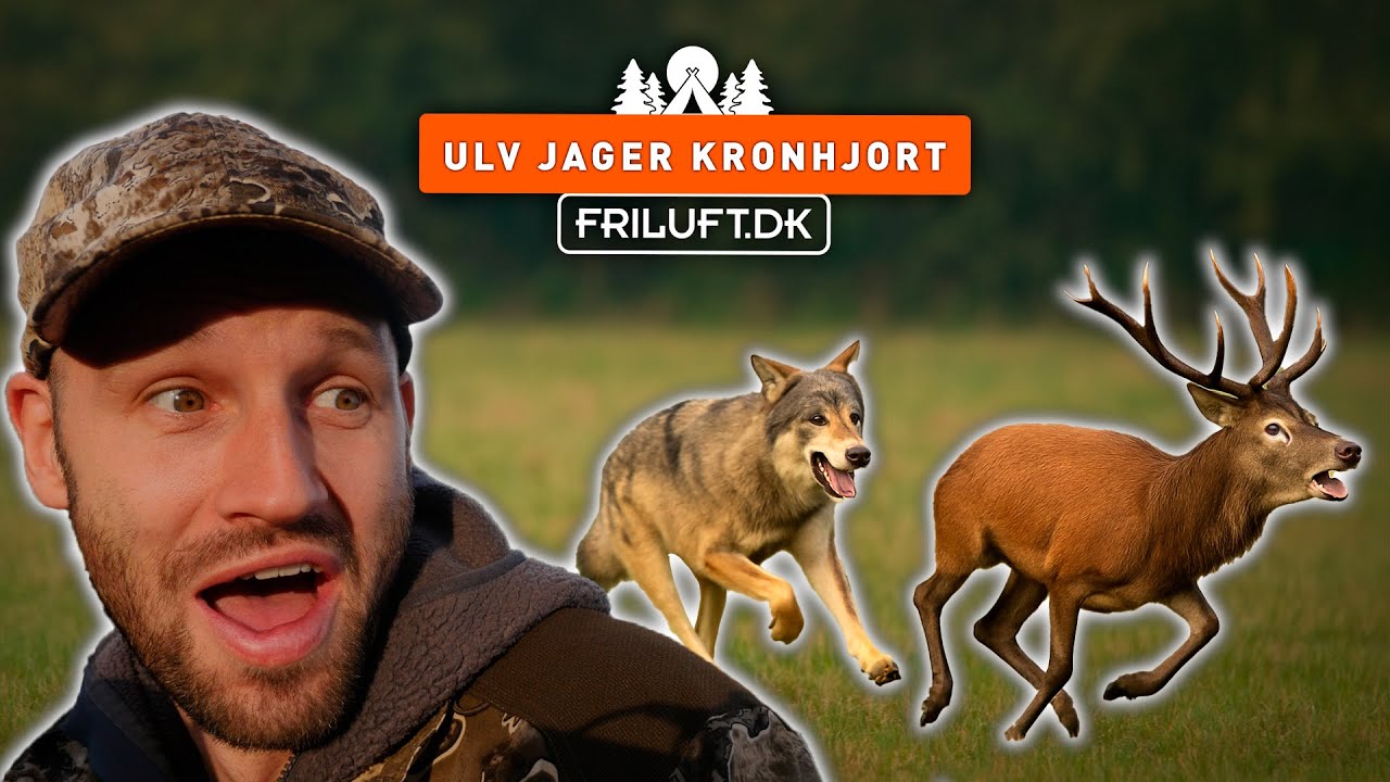 JEG SER ULVEN - Jager 20 kronhjorte ind foran mig! 🐺