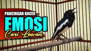 PANCINGAN KACER GACOR EMOSI 💯% AMPUH UNTUK PANCINGAN KACER BIAR KONSLET DAN NGEPLAY